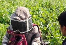 Bomberos rescatan a tres personas que fueron atacados por abejas nicaragua
