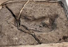 Descubren en Chile la probable huella humana más antigua de América america del sur