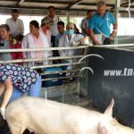 Jalapa: Capacitan a docentes sobre inseminación artificial a porcinos nicaragua