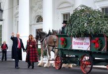Trump recibe por primera vez el árbol de Navidad de la Casa Blanca estados unidos