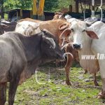 Aumentó la producción de carne bovina en Nicaragua en un 13% nicaragua