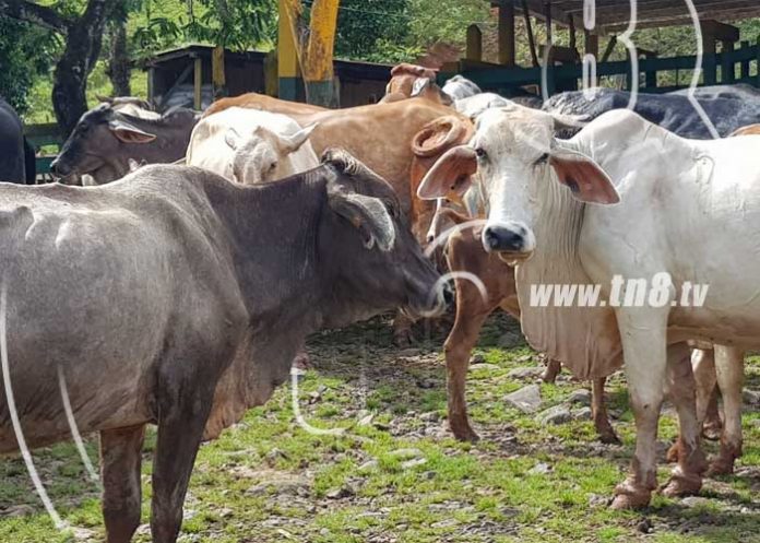 02_MDF2Qgl nicaragua