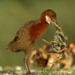 Una especie de ave extinta regresó a la vida miles de años después ciencia