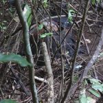 Cuerpo en estado de descomposición fue encontrado en Condega nicaragua