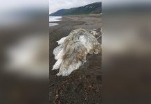 Aparece misterioso «monstruo marino peludo» en Rusia (Fotos) monstruo marino