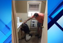 Capturan serpiente que salía de un baño en Texas (Fotos) estados unidos