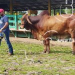 El Rama: Ganadería se consagra como una de las mejores por su calidad nicaragua