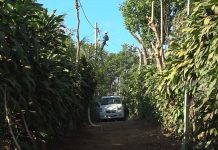 Comunidad Sincoyo en Masatepe ya tiene energía eléctrica de calidad nicaragua
