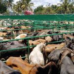 Nicaragua fortalece capacidades en manejo de ganadería en emergencias nicaragua