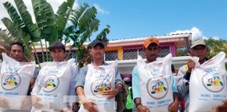 nicaragua, inta, macuelizo, entrega de bono, siembra de frijol, economia, productores,
