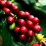 nicaragua, plan nacional, produccion, cafe, grano de oro,