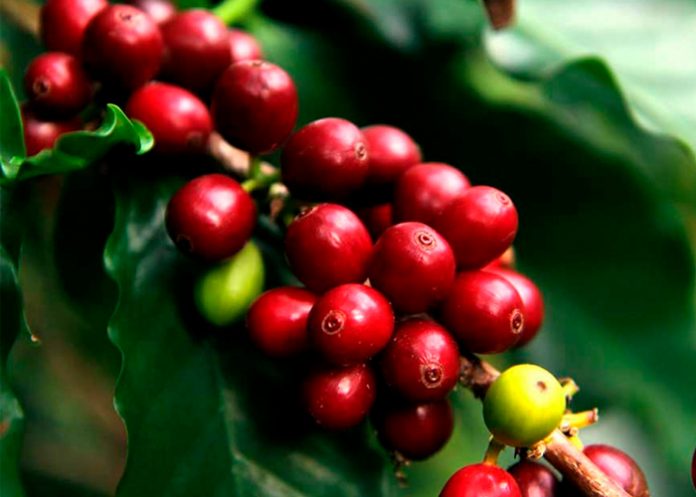 nicaragua, plan nacional, produccion, cafe, grano de oro,