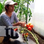 Conozca las alternativas tecnológicas para la producción de tomate nicaragua, managua, produccion, hortalizas,