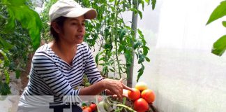 nicaragua, managua, produccion, hortalizas,