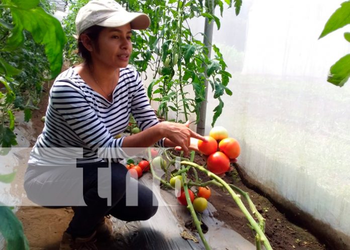 nicaragua, managua, produccion, hortalizas,