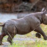 Estados Unidos: Nace en el zoológico de Miami un rinoceronte negro estados unidos