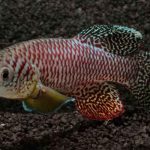 Identifican el gen que permite regenerar partes a ciertas especies cientificos