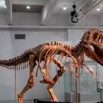 Un tiranosaurio rex será subasto en Nueva York ciencia