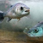 El pescado que comes hoy no es igual al de hace 50 años, esta es la razón ciencia