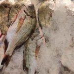 Científicos diseñan nuevas baterías a partir de colágeno de pescado colageno