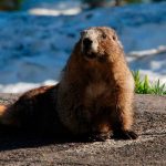 marmota