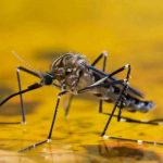 Epidemia de fiebre amarilla se cobra 172 vidas en Nigeria, según la OMS salud