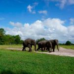 Florida acogerá la mayor manada de elefantes asiáticos de toda América ciencia