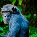 Identifican a un mono con enfermedad de Parkinson, según estudio salud