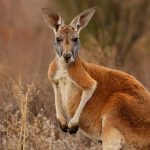 Descubren que un ancestro del canguro podía subir a los árboles ciencia