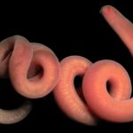 Descubren especie de nemertino único en su género en Panamá gusano acelomado
