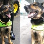 Sombra, la perra colombiana por cuya cabeza ofrecen US$7.000 Sombra la perra colombiana