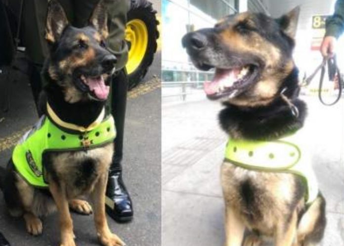 Sombra la perra colombiana