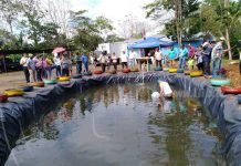 Nueva Guinea: Ejecutan proyecto del cultivo de peces en estanques nicaragua