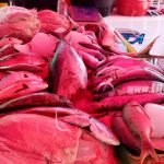 Feria del mar con precios accesibles al bolsillo de los nicaragüenses nicaragua