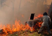 Reportan más de 34 mil hectáreas de bosque quemadas en Honduras honduras