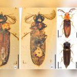 Paleontólogos encuentran en un ámbar un escarabajo bioluminiscente ciencia