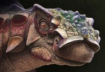 Descubren una nueva especie de dinosaurio acorazado en EE.UU.