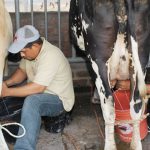 Nicaragua registra 12% de crecimiento en producción de leche nicaragua
