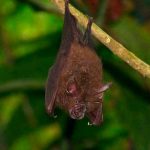 Descubren nueva especie de murciélago de 16 millones de años de antigüedad ciencia