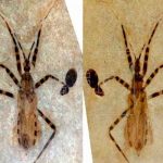 Describen el fósil de un chinche asesino de 50 millones de años colorado