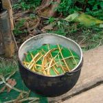 Un té amazónico fomenta la formación de nuevas neuronas, según estudio salud