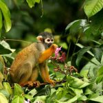 Científicos ya saben cuando será inminente el colapso del amazonas medioambiento