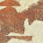 Descubren una estrella de mar fosilizada de hace 480 millones de años marruecos