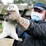OMS investiga sacrificio de visones en Dinamarca por coronavirus dinamarca