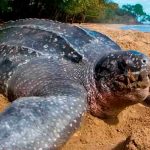 Ecuador: Hallan 90 huevos de tortuga laúd, una especie en peligro crítico ecuador