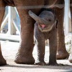 Un incendio forestal se aproxima al Santuario de Elefantes de Brasil incendio forestal