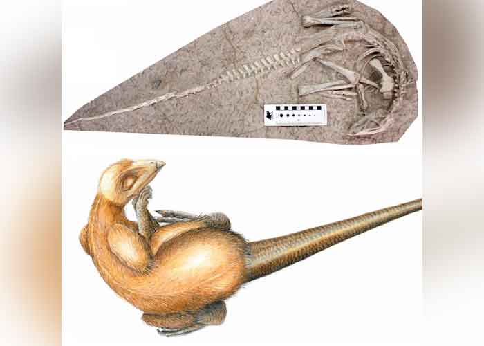 13.2_nMyBLK2 ciencia