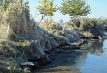 Gigantesca telaraña de 300 metros cubrió una playa en Grecia