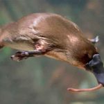 Científicos descubren que el ornitorrinco tiene un pelaje fluorescente ciencia