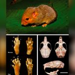 En Ecuador descubren especie de roedor que se creía inexistente en el país ciencia